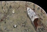 Fossil Orthoceras & Goniatite Plate - Stoneware #51419-1